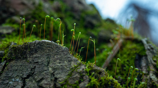 苔藓发芽春天地藓葫芦藓岩石上抽芽摄影图配图
