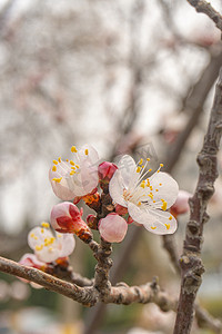 暖春季节清新粉色桃花开摄影图配图