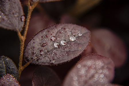 雨露树叶摄影照片_白天户外下雨后在植物叶子上的露珠摄影图配图