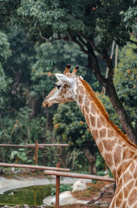 动物大自然生态珍稀长颈鹿摄影图配图