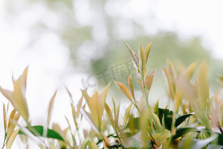 自然植物立春春天绿叶室外枝头发芽生长摄影图配图