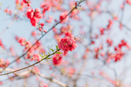 植物立春春天桃花室外盛开摄影图配图
