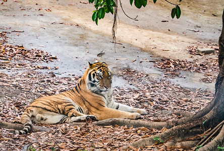 珍稀摄影照片_动物园老虎保护珍稀动物摄影图配图
