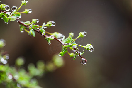 自然风景春天雨水植物枝条室外雨滴挂在芽上摄影图配图