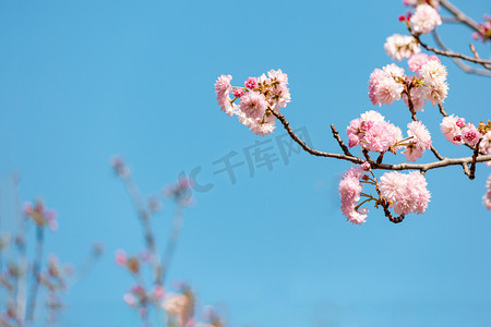 樱花春分花朵生态园赏花摄影图配图