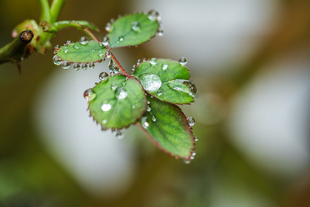 月季摄影照片_自然风景春天春季雨水月季叶子室外雨滴凝结摄影图配图