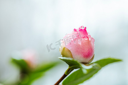 春天春分自然风景春天春季茶花花苞室外雨滴挂在花上摄影图配图