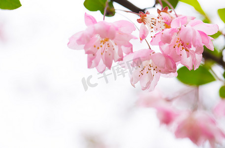 自然垂丝海棠花蕊色彩景色风景绿叶春风摄影图配图