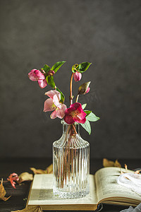 静物春天冬天花瓶里的圣诞玫瑰花室内桌面文艺摄影图配图