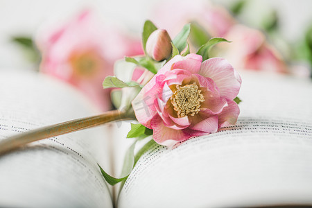 一枝摄影照片_静物白天一枝粉色圣诞玫瑰花放在书上室内书桌文艺摄影图配图