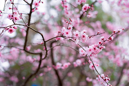 春天午后桃花户外公园花盛开摄影图配图