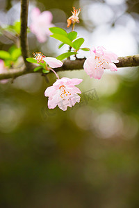 绿色树枝摄影照片_绿色静物风景花花瓣花蕊垂丝海棠绿叶摄影图配图