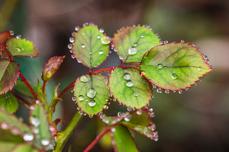 自然风景摄影照片_自然风景春天雨水叶子室外雨滴挂在叶子上摄影图配图