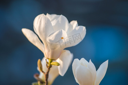 花朵春季玉兰花丛开放摄影图配图