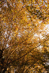 秋景午后梧桐树街道街拍摄影图配图