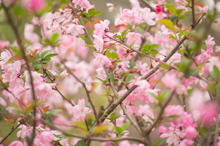 粉色景致春天垂丝海棠自然风景花瓣摄影图配图