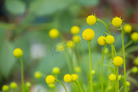 装饰干花摄影照片_黄金球早晨黄金球天台静物摄影图配图