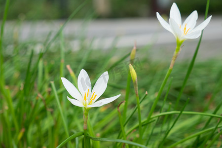 春分清新春季盛开白色小花摄影图配图
