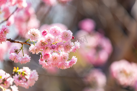 粉色樱花春天花朵公园赏花摄影图配图