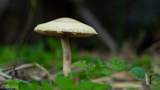 蘑菇摄影照片_野生菇发芽春天二月野蘑菇乡村竹林生长菌伞摄影图配图