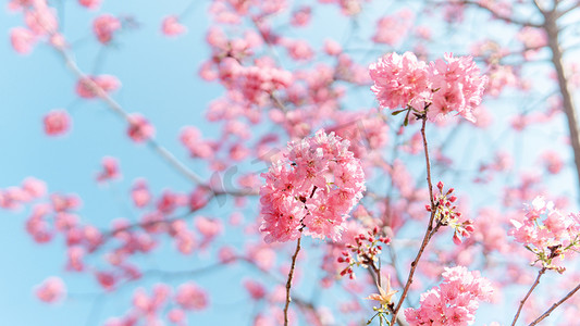 粉色樱花春天花公园赏花摄影图配图