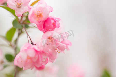 盛开垂丝海棠景致花瓣春天春意摄影图配图