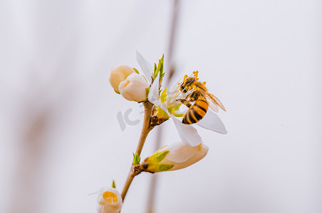 初春文案摄影照片_蜜蜂采蜜春天蜜蜂白山桃花户外采蜜摄影图配图