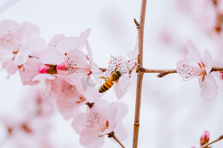 山桃花摄影照片_春暖花开春天蜜蜂户外采蜜摄影图配图