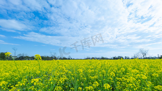 自然风光春天立春油菜花田园摄影图配图