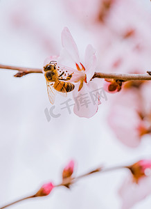 蜜蜂采蜜春季山桃花蜜蜂公园户外采蜜盛开摄影图配图