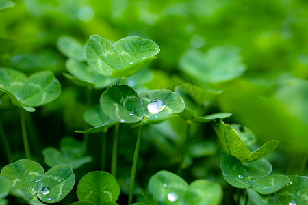 圣诞海报剪纸风摄影照片_雨水中的绿植下午绿色的植物公园在雨中静物摄影图配图