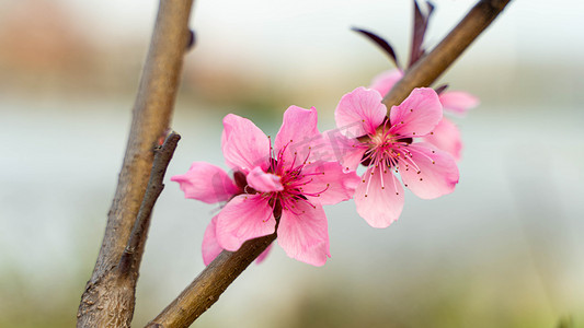 桃花绽放春天桃树桃林开花摄影图配图
