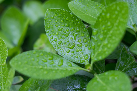 绿叶春天雨露自然水滴摄影图配图