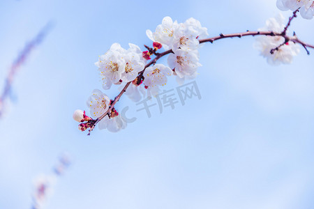 桃花花枝白天桃花植物室外桃花摄影图配图