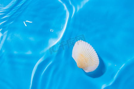 白露蓝色摄影照片_夏日度假贝壳和水波白天壳和水波贝室内夏日度假摄影图配图