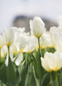 春天阳光下白色郁金香花绽放摄影图配图
