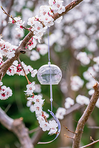 露珠桃花摄影照片_春季白天桃花和风铃室外桃花和风铃摄影图配图