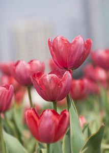 春天公园里红色郁金香花绽放摄影图配图
