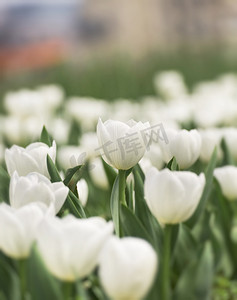 春天公园里白色郁金香花绽放摄影图配图