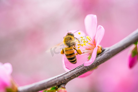 桃花蜜蜂春季白天桃花蜜蜂室外粉红色桃花摄影图配图