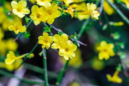 春季植物鲜花摄影照片_迎春花白天黄色迎春花室外迎春花摄影图配图