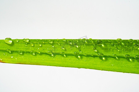白露节气素材摄影照片_谷雨白天叶径上的水珠室外水滴摄影图配图
