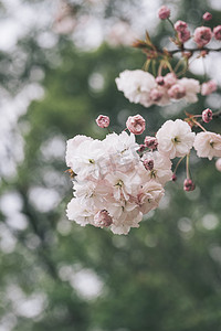 树木树枝鲜花花粉色摄影图配图