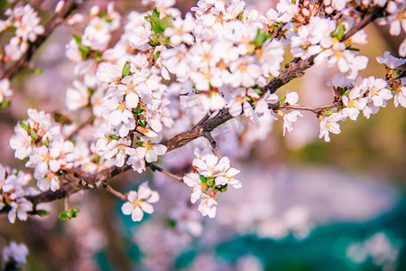 桃花白天桃花花枝室外桃花摄影图配图