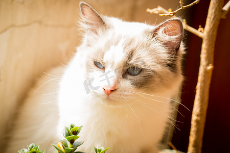 布偶白猫白色布偶猫宠物摄影图配图