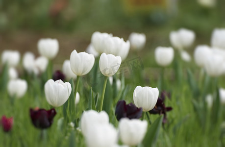 春景摄影照片_春天公园里一片白色郁金香花绽放摄影图配图