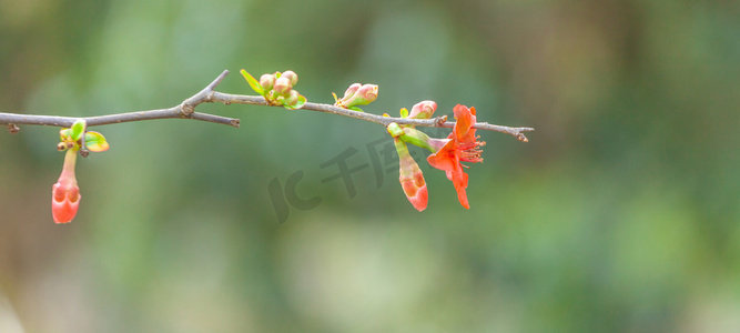 春天中午花朵发芽公园无摄影图配图