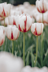 花朵郁金香花海景色风景摄影图配图