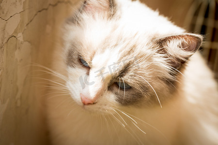 布偶猫猫猫毛茸茸布偶猫萌萌哒摄影图配图