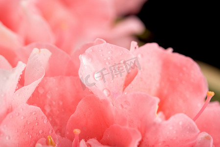 雨水水滴花卉粉色水珠摄影图配图